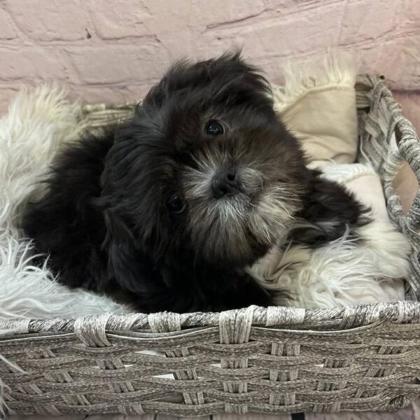 Shih Tzu-DOG-Male-Black-11060-Petland Monroeville, PA
