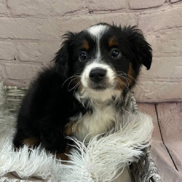 Miniature Australian Shepherd-DOG-Female-Black-11059-Petland Monroeville, PA