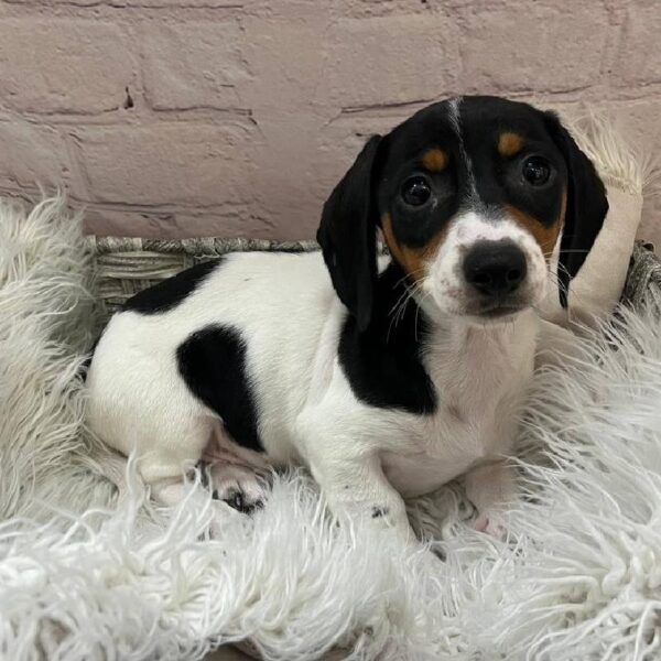 Dachshund-DOG-Male-Black / Tan-11058-Petland Monroeville, PA