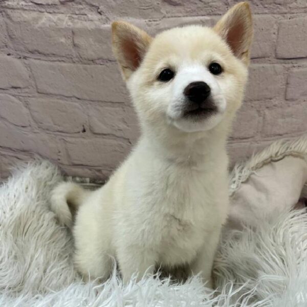Shiba Inu-DOG-Male-Cream-11063-Petland Monroeville, PA