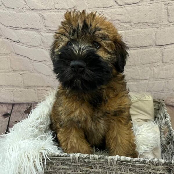 Soft Coated Wheaten Terrier-DOG-Male-Wheaten-11062-Petland Monroeville, PA