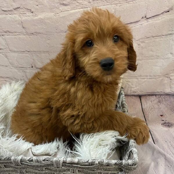 Mini Goldendoodle-DOG-Male-Red-11066-Petland Monroeville, PA