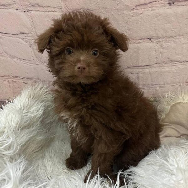 Pom-A-Poo-DOG-Female-Chocolate-11065-Petland Monroeville, PA