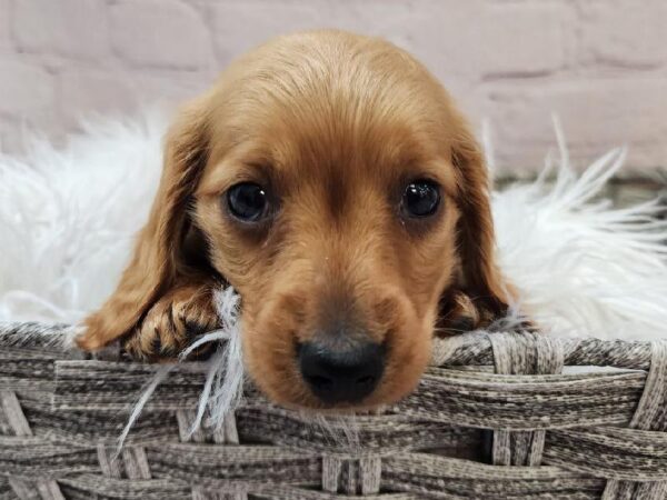 Dachshund-DOG-Female-Red-11080-Petland Monroeville, PA