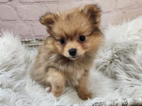 Pomeranian-DOG-Female-Orange Sable-11081-Petland Monroeville, PA