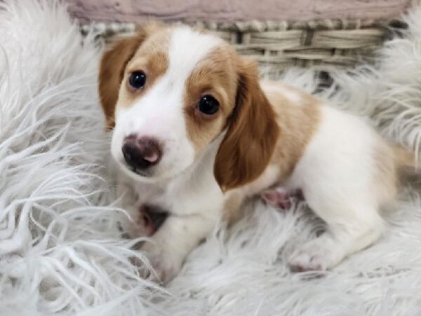 Dachshund-DOG-Female-Isabella / White-11082-Petland Monroeville, PA