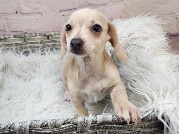 Chiweenie-DOG-Female-Isabella-11084-Petland Monroeville, PA