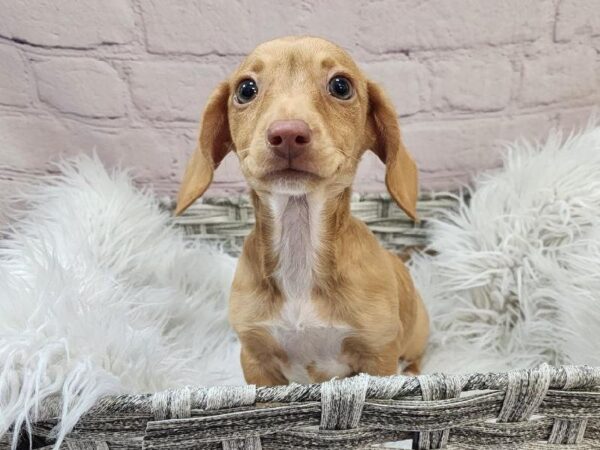 Chiweenie-DOG-Female-Red-11083-Petland Monroeville, PA