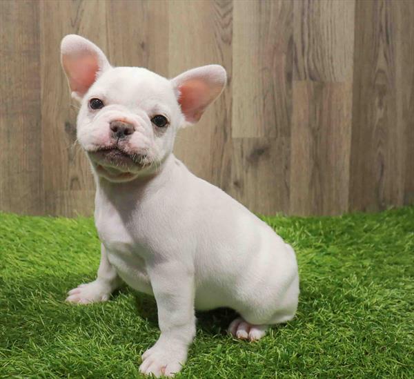 French Bulldog-DOG-Male-White-11096-Petland Monroeville, PA