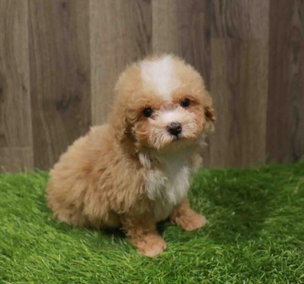 Maltipoo-DOG-Female-Apricot-11098-Petland Monroeville, PA