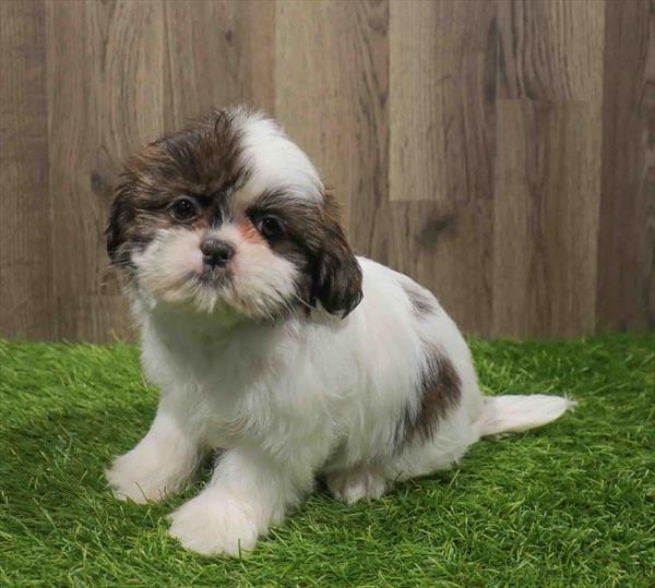 Shih Tzu-DOG-Male-Brown / White-11099-Petland Monroeville, PA