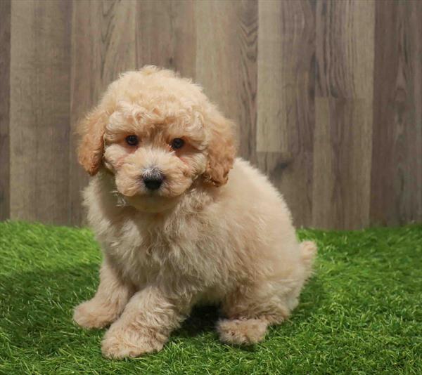 Mini Bernedoodle 2nd Gen-DOG-Male-Apricot-11100-Petland Monroeville, PA