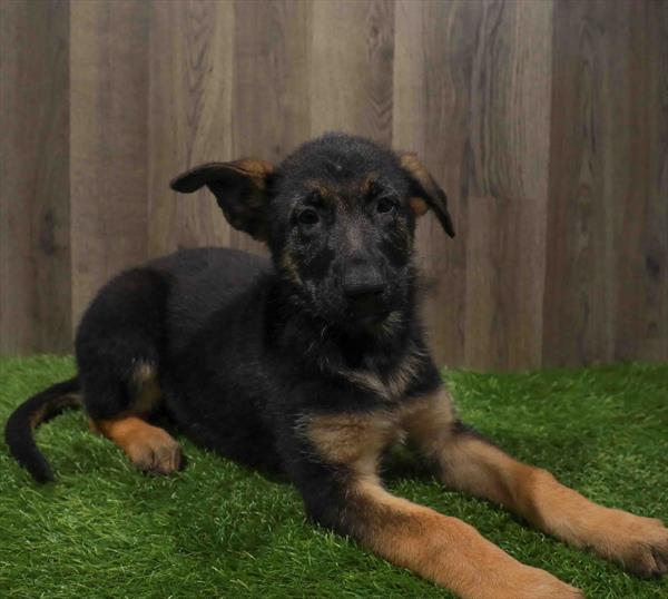 German Shepherd-DOG-Female-Black / Tan-11101-Petland Monroeville, PA