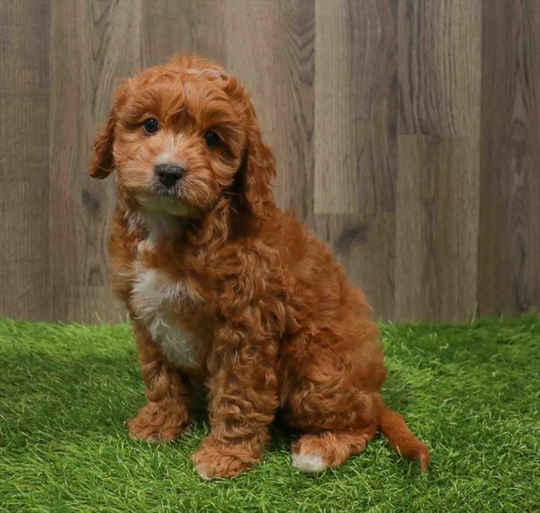 Cavapoo-DOG-Male-Apricot-11102-Petland Monroeville, PA