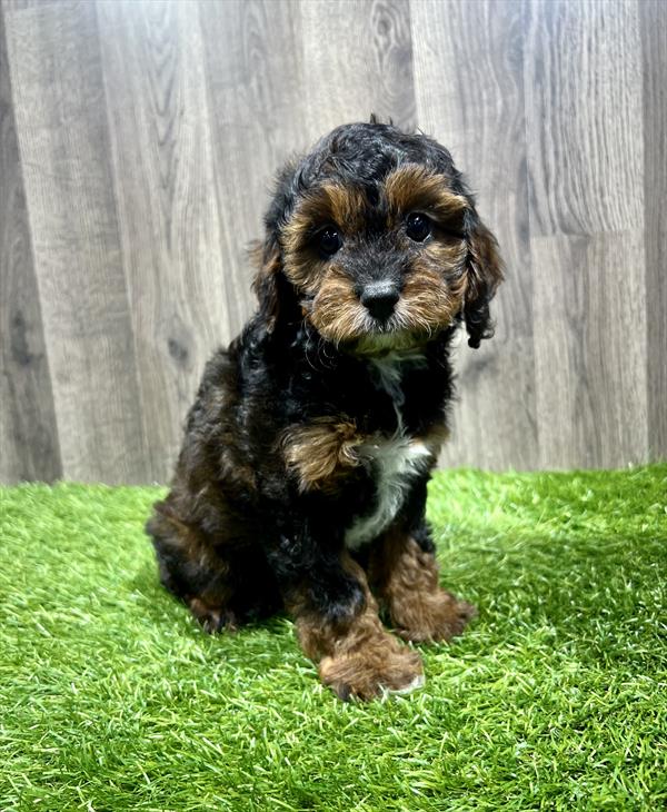 Cavapoo-DOG-Male-Black / Tan-11103-Petland Monroeville, PA