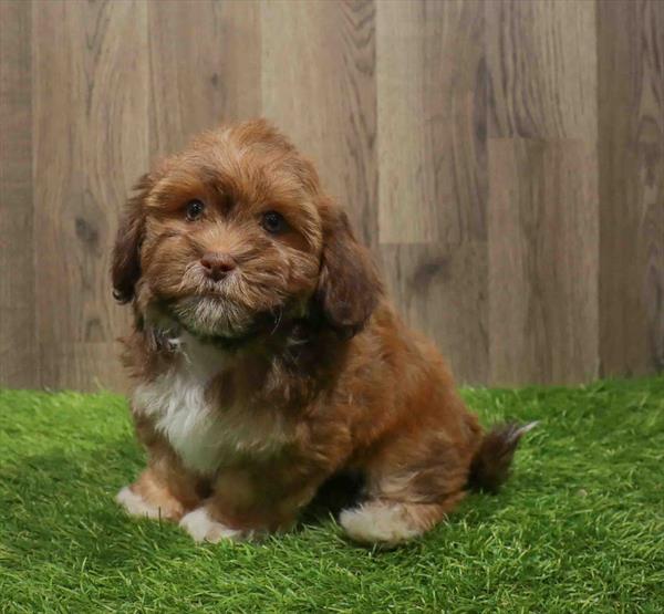 Teddy Bear-DOG-Male-Brown-11104-Petland Monroeville, PA