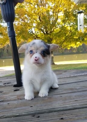 Pembroke Welsh Corgi-DOG-Female-Blue Merle / White-11105-Petland Monroeville, PA