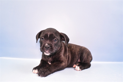 Old English Bulldog-DOG-Male-Brindle-11128-Petland Monroeville, PA