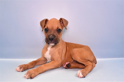 Boxer-DOG-Female-Fawn-11129-Petland Monroeville, PA