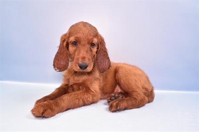 Irish Setter DOG Male Red 11131 Petland Monroeville, PA