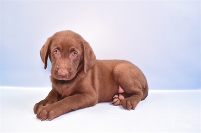 Labrador Retriever-DOG-Female-Chocolate-11132-Petland Monroeville, PA