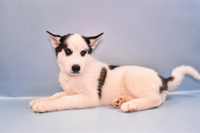 Siberian Husky-DOG-Female-Black and White-11133-Petland Monroeville, PA