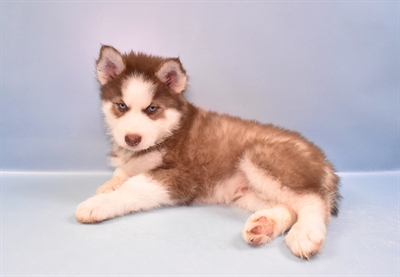 Siberian Husky-DOG-Male-Red and White-11134-Petland Monroeville, PA