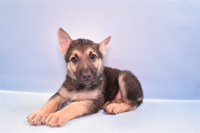 German Shepherd-DOG-Male-Black and Tan-11135-Petland Monroeville, PA