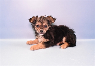 Chihuahua-DOG-Female-Fawn-11136-Petland Monroeville, PA