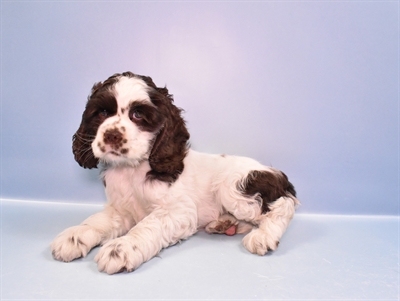 Cocker Spaniel-DOG-Female-Brown and White-11137-Petland Monroeville, PA