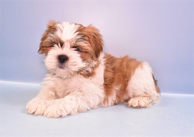 Lhasa Apso-DOG-Male-Red-11138-Petland Monroeville, PA