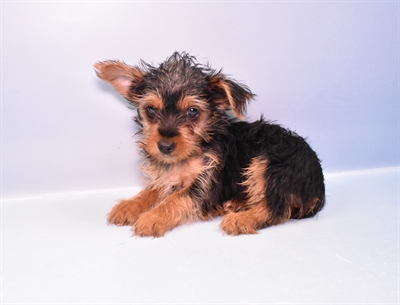 Yorkie-DOG-Male-Black and Tan-11139-Petland Monroeville, PA