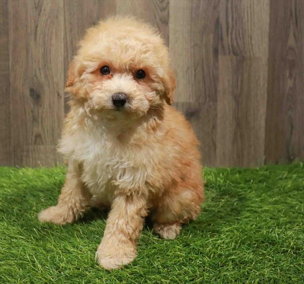 Maltipoo-DOG-Male-Apricot-11140-Petland Monroeville, PA