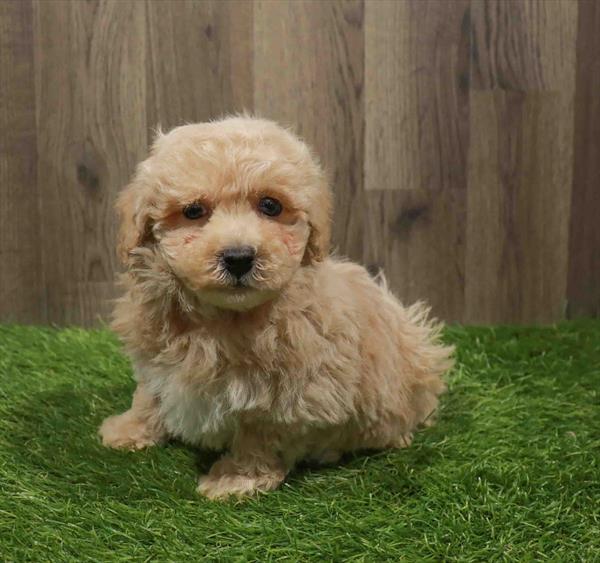 Maltipoo-DOG-Male-Apricot-11141-Petland Monroeville, PA