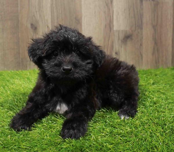 Morkie-DOG-Male-Black-11142-Petland Monroeville, PA