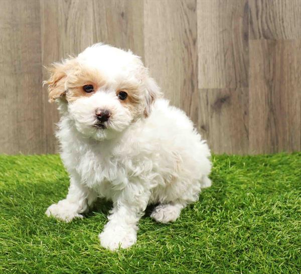 Poodle-DOG-Female-White-11144-Petland Monroeville, PA