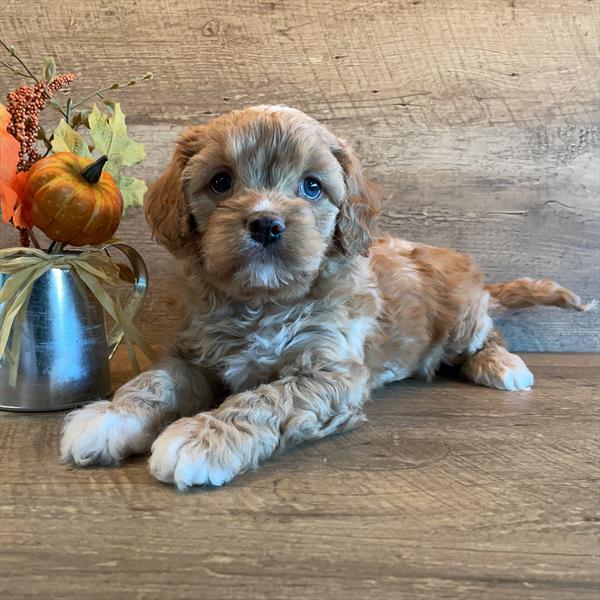 Cavapoo-DOG-Male-Red / White-11148-Petland Monroeville, PA
