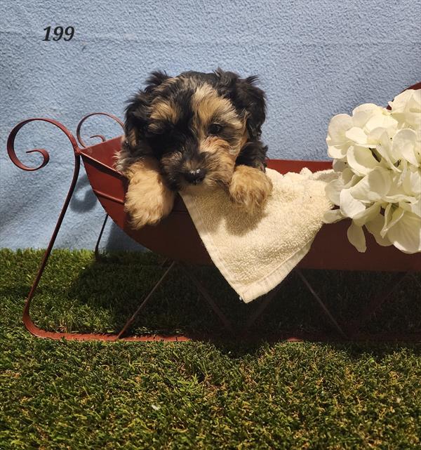 Yorkie-Poo-DOG-Male-Blue Merle-11167-Petland Monroeville, PA