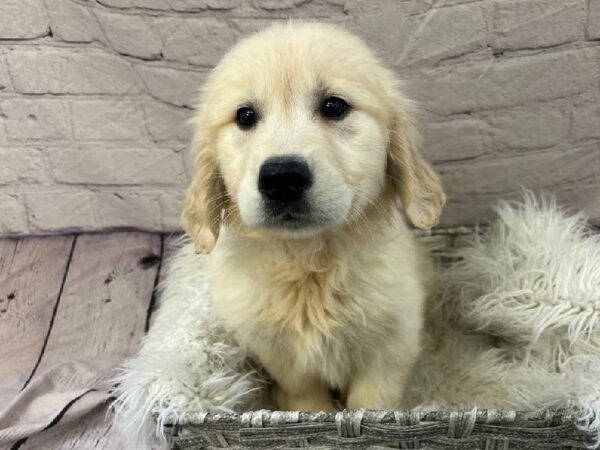 Golden Retriever-DOG-Female-Cream-11145-Petland Monroeville, PA