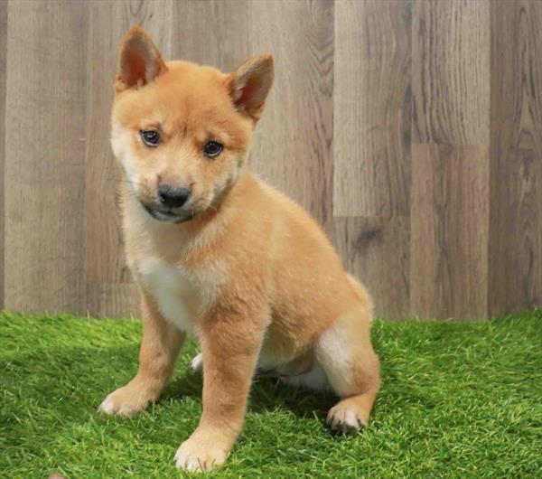 Shiba Inu-DOG-Male-Red-11168-Petland Monroeville, PA