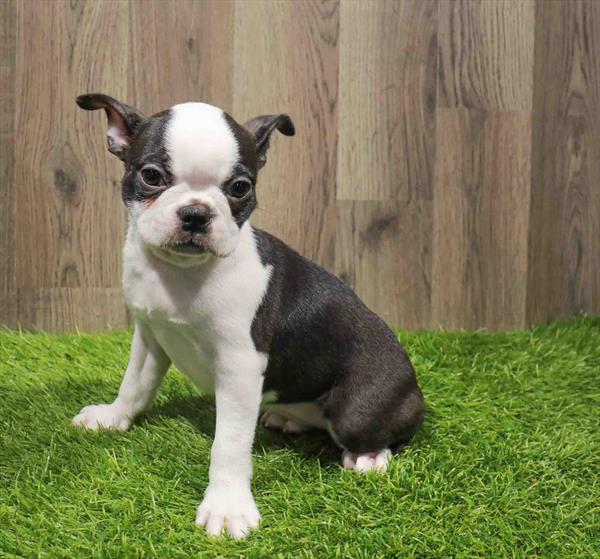 Boston Terrier-DOG-Female-Black / White-11169-Petland Monroeville, PA