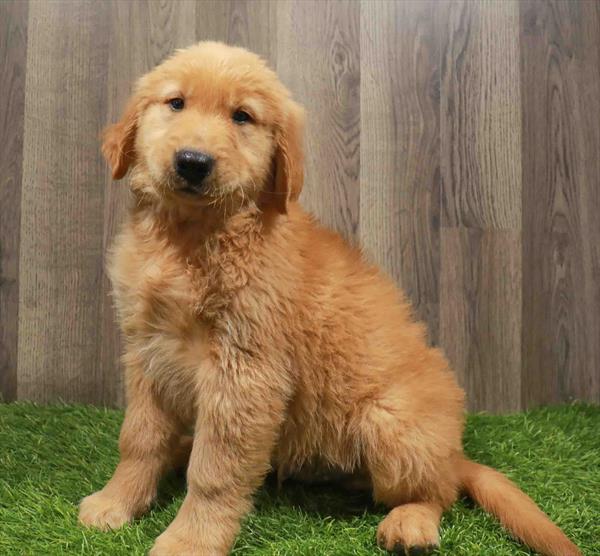 Golden Retriever-DOG-Male-Dark Golden-11170-Petland Monroeville, PA
