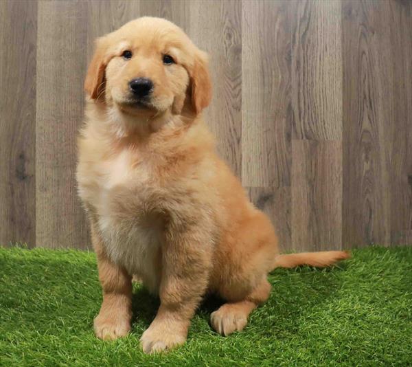 Golden Retriever-DOG-Female-Dark Golden-11171-Petland Monroeville, PA