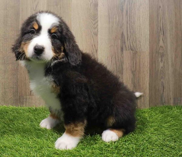Bernese Mountain Dog-DOG-Female-Black Rust / White-11172-Petland Monroeville, PA