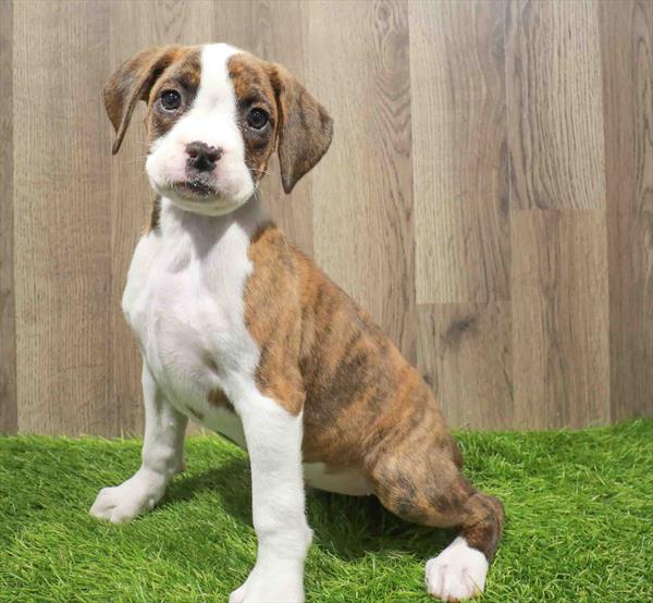 Boxer-DOG-Female-Brindle / White-11173-Petland Monroeville, PA