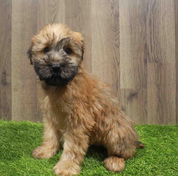 Soft Coated Wheaten Terrier-DOG-Male-Wheaten-11174-Petland Monroeville, PA