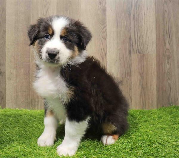 Miniature Australian Shepherd-DOG-Male-Black-11175-Petland Monroeville, PA