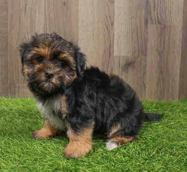 Morkie-DOG-Female-Black / Tan-11176-Petland Monroeville, PA