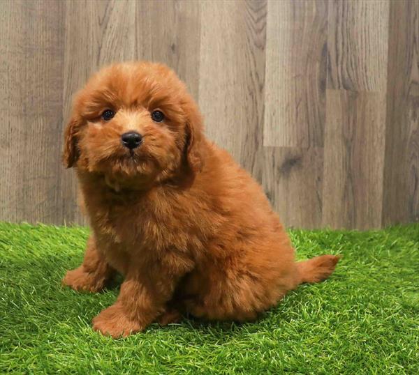 Hybrid-DOG-Male-Dark Red-11177-Petland Monroeville, PA