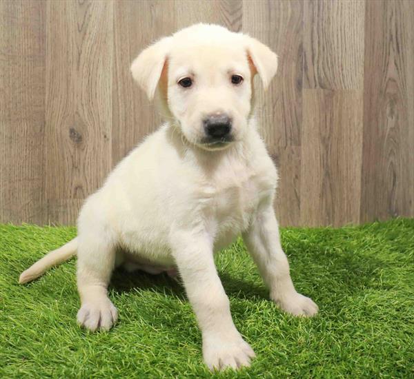 Labrador Retriever-DOG-Male-Yellow-11179-Petland Monroeville, PA